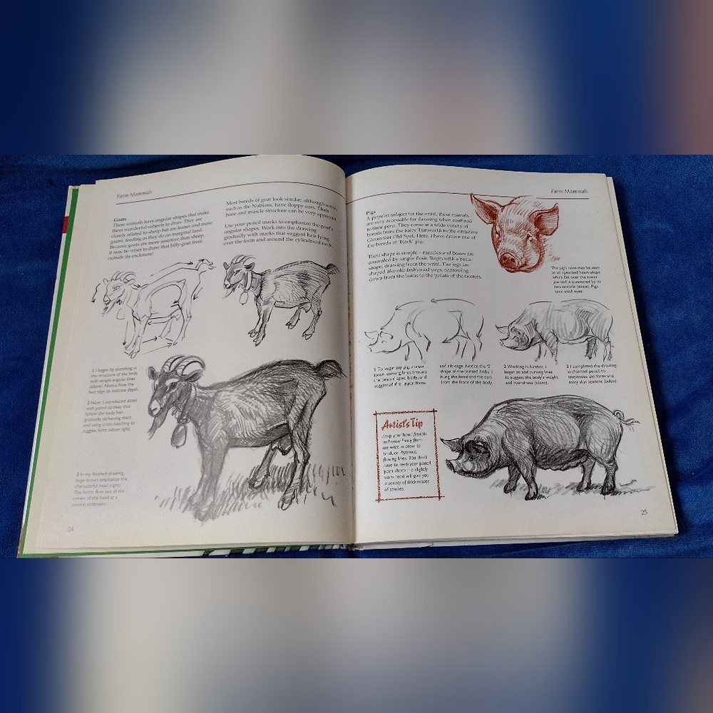 Drawing Animals - Picture 4 of 6